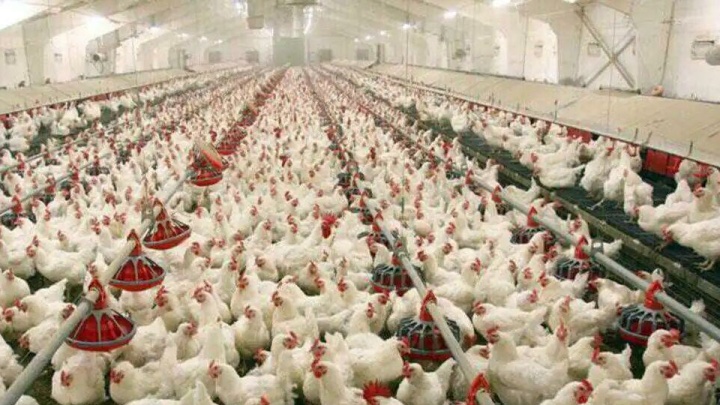 حدود ۱۰ تن مرغ قاچاق در صومعه سرا کشف شد