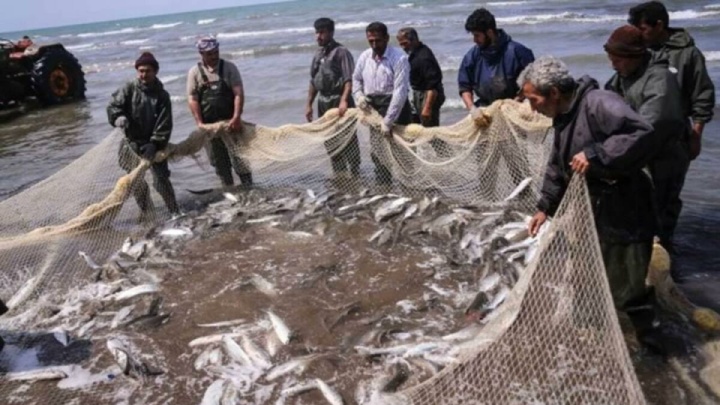 رکورد‌زنی صید ماهیان استخوانی در گیلان