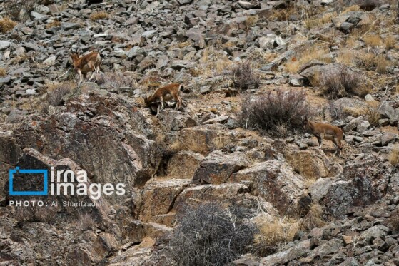 یک روز با محیطبانان پایگاه «وارنگه‌رود»