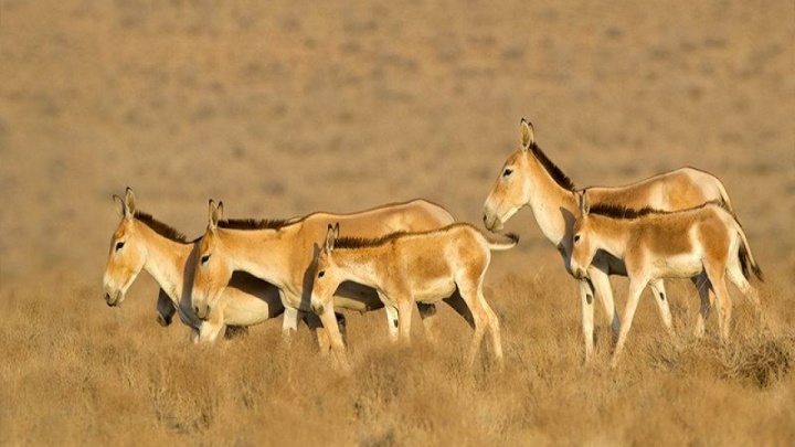 عبور از زنگ خطر انقراض