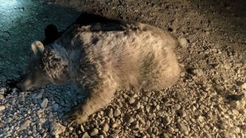 یک قلاده خرس بر اثر اصابت گلوله کشته شد