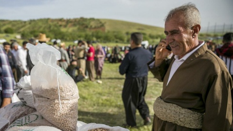 معیشت تعداد قابل‌توجهی از کشاورزان کرمانشاه به صادرات نخود وابسته است