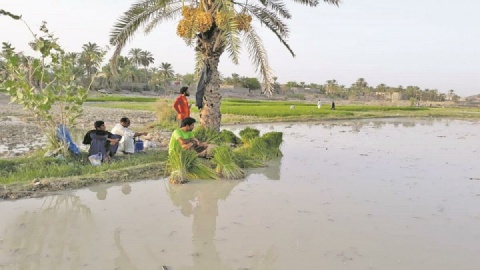نبرد پنهان «برنج» و «آب» در ایران