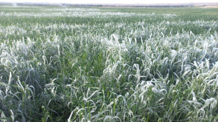 هشدار به کشاورزان/ کاهش محسوس دما و یخبندان شبانه در مناطق سردسیر