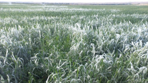 هشدار به کشاورزان/ کاهش محسوس دما و یخبندان شبانه در مناطق سردسیر