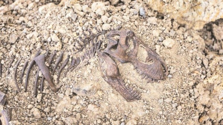 زندگی دایناسورها زیر ذره‌بین محققان