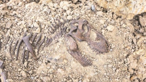 زندگی دایناسورها زیر ذره‌بین محققان