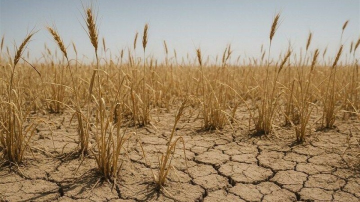 پرداخت مرحله ‌ای ۱۱۰۰ میلیارد تومان غرامت به گندمکاران آغاز شد