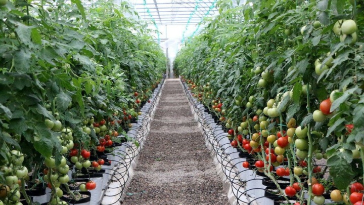 جهش ۲ برابری کشت گلخانه‌ای در هرمزگان