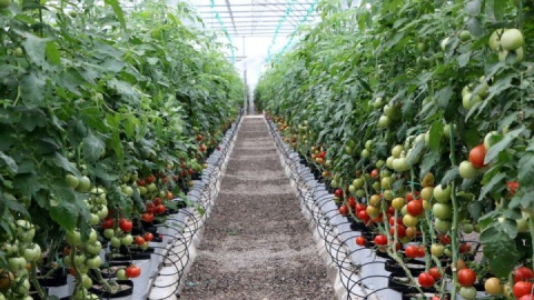 جهش ۲ برابری کشت گلخانه‌ای در هرمزگان