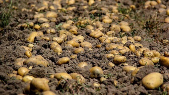 ذخیره سازی برنج، سیب زمینی، پیاز و میوه شب عید در اولویت قرار گرفت