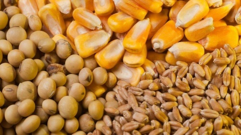 مجوز واردات ۵.۵ میلیون تن نهاده‌های دامی از ستاد تنظیم بازار اخذ شد