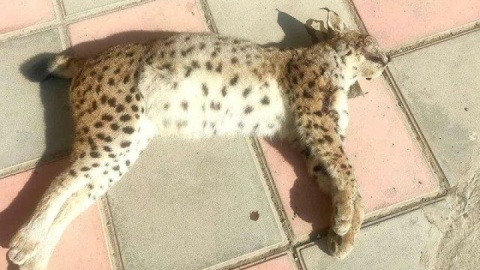 سیاه‌گوش در خطر انقراض، قربانی تصادف جاده‌ای در سنندج شد