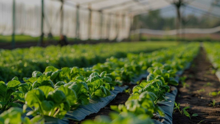 توسعه گلخانه‌ها؛ اقدامی مؤثر برای افزایش بهره‌وری آب