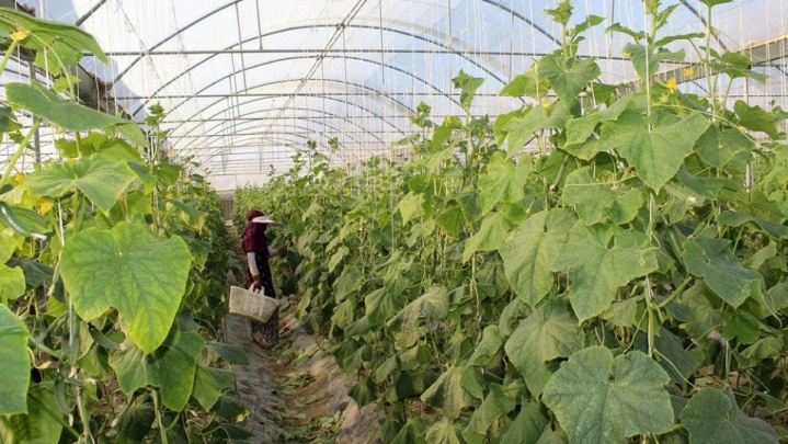 سازگاری اقلیمی در کشاورزی آذربایجان شرقی