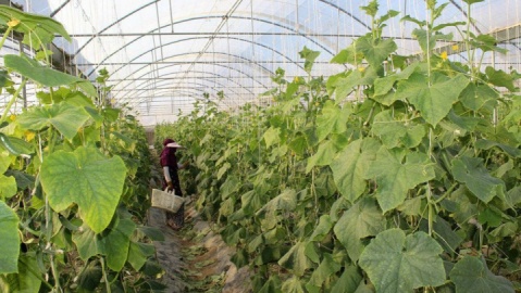 سازگاری اقلیمی در کشاورزی آذربایجان شرقی