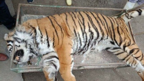 تلف شدن ببر «ونداد» در سافاری الیمالات / علت مرگ در دست بررسی