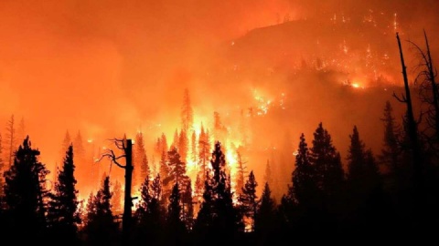 «هوش مصنوعی» عامل آتش‌سوزی‌های جنگلی را لو داد