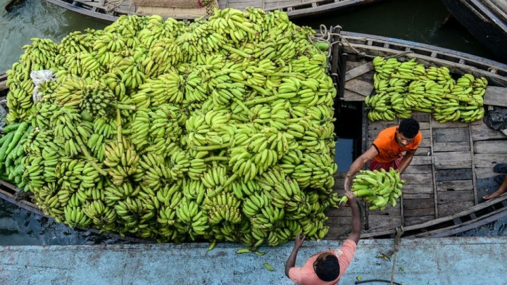 گمرک توقف واردات موز را تکذیب کرد