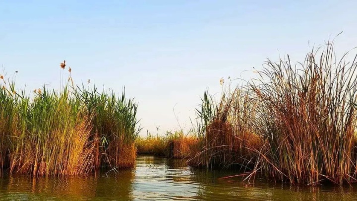 ۵۸ درصد تالاب شادگان خشک شده است