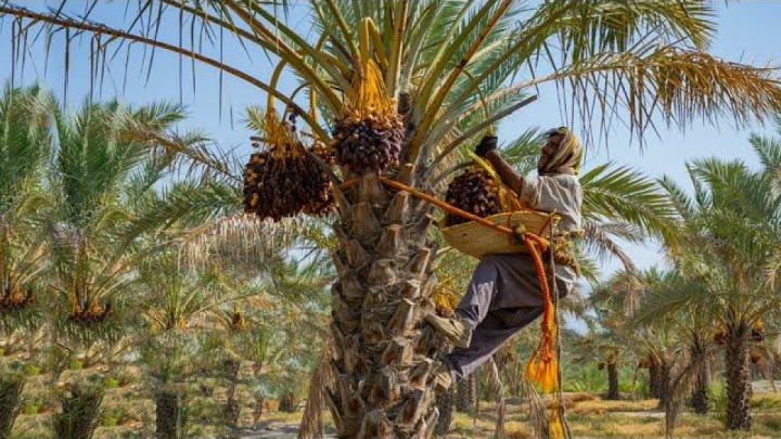 کاهش تولید خرما و افزایش قیمت و کیفیت