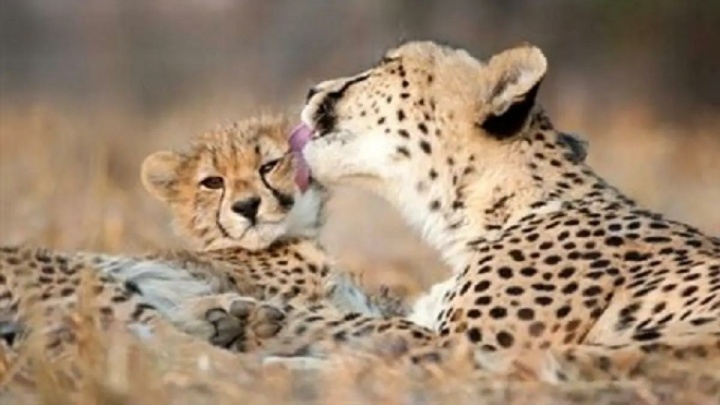 مشاهده «تلما» پس از ۳ سال همراه توله‌اش در توران