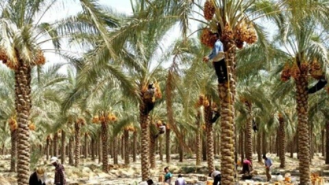 ایران بزرگترین صادرکننده خرما در جهان است