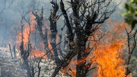 بیش از ۱۰ هکتار از اراضی جنگلی دیزمار طعمه حریق شد