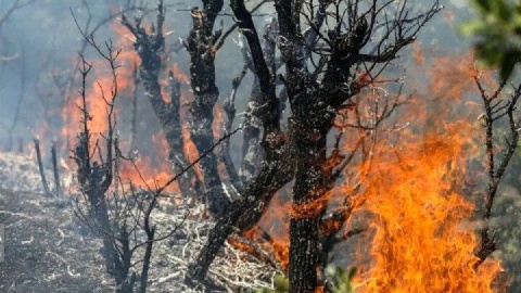 فیلم/ تصاویری از آتش‌سوزی جنگل‌های الیت مرزن آباد/ اعزام  بالگرد برای خاموش کردن آتش
