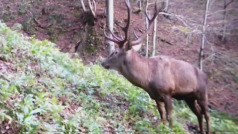 بازگشت شاهزاده به جنگل‌های هیرکانی