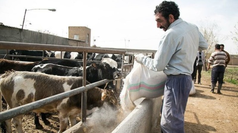 ۱۰ همت تسهیلات سرمایه در گردش برای حمایت از دامداران تخصیص یافت