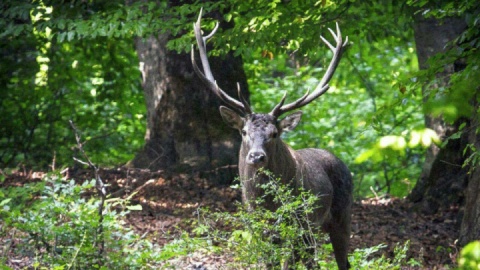 فیلم/  بازگشت شاهزاده به جنگل‌های ایران