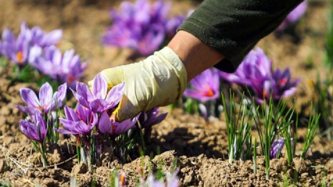 چالشهای بازار زعفران شوک گرما یا ناکارآمدی؟