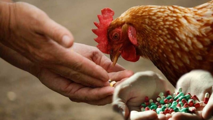 استفاده بی‌رویه از آنتی‌بیوتیک‌ها در دامداری و کشاورزی مقاومت میکروبی را تشدید می‌کند