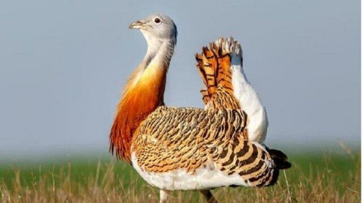 پرنده خلوت گزین به دشت اسدآباد بازگشت