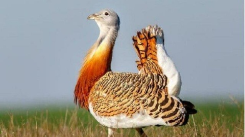 پرنده خلوت گزین به دشت اسدآباد بازگشت