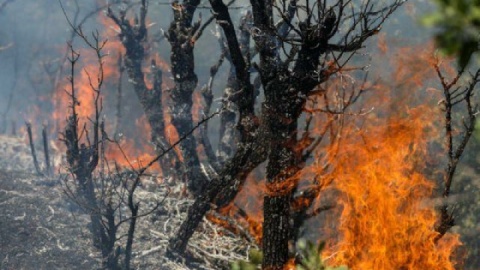 ۸۰ درصد آتش‌سوزی جنگل‌های الیت چالوس مهار شد