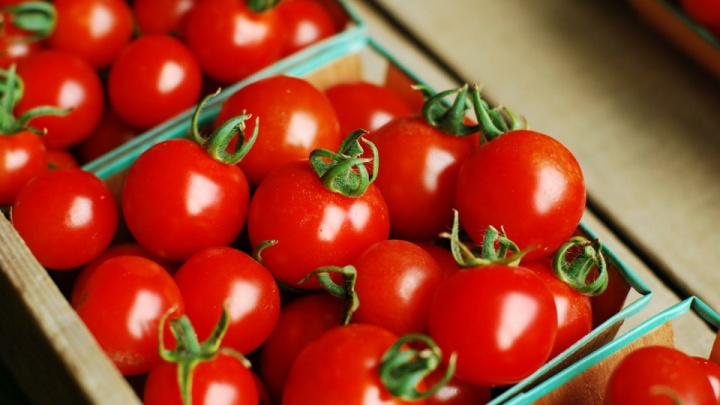 کشت گوجه فرنگی متوقف نمی‌شود