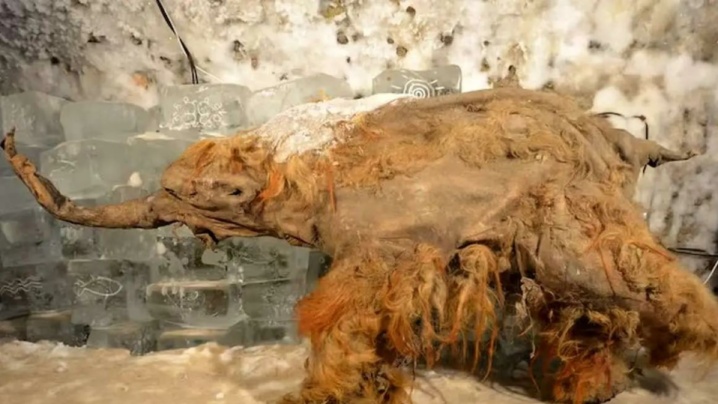 بازیابی RNA ماموت ۳۹ هزار ساله