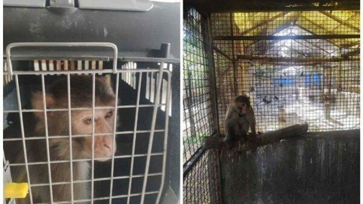 یک قلاده میمون رزوس از منزل مسکونی کشف شد