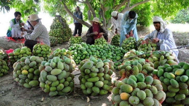 جهش تولید میوه‌های گرمسیری در گلخانه طبیعی ایران