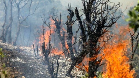 آغاز عملیات هوایی مهار آتشسوزی جنگل چالوس با هواپیمای ایلوشن