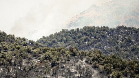 رئیس سازمان مدیریت بحران: کاهش دود در آسمان الیت محسوس است/ مهار آتش‌ با قدرت ادامه دارد