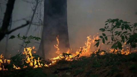 فیلم/ واکنش علیرضا قربانی به سوختن جنگل‌های هیرکانی