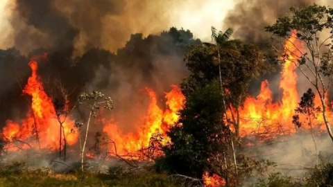 آتش‌سوزی الیت در قلب جنگل هیرکانی نیست/ ۸ هکتار ‌درگیر آتش‌ شد‌