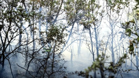استاندار مازندران: طبق تصاویر ماهواره‌ای هشت هکتار از جنگل الیت درگیر آتش‌سوزی است