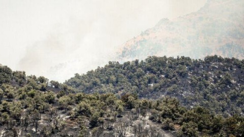 رئیس سازمان مدیریت بحران: اکنون هیچ شعله آتشی از جنگل‌های الیت زبانه نمی‌کشد