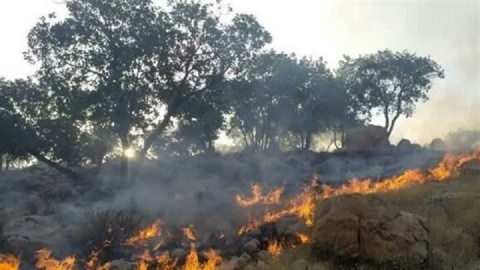 ۸۰ درصد آتش‌سوزی جنگل‌های هیرکانی مهار شد/ پایان عملیات تا غروب امروز