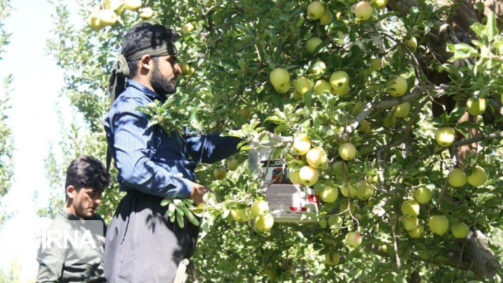 امسال ۱۱۰ هزار تُن سیب در مهاباد برداشت شد