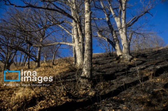 مهار آتش‌سوزی جنگل الیت